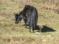 Yak &ndash; &copy; Jürgen Schmeißer (Eberhardt TRAVEL)