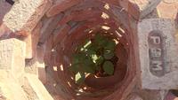 Geschützte Pflanze bei Bikaner &ndash; &copy; Stefan Jahnke (Eberhardt TRAVEL)