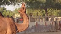 In der Zuchtstation Bikaner &ndash; &copy; Stefan Jahnke (Eberhardt TRAVEL)