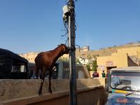 Indien, Amber Fort &ndash; &copy; Ria Heilmann (Eberhardt TRAVEL)