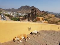 Indien, Amber Fort &ndash; &copy; Ria Heilmann (Eberhardt TRAVEL)
