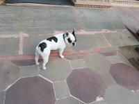 Indien, Jaipur, Hotel Alisar Haveli, Stella Hotel Hund &ndash; &copy; Ria Heilmann (Eberhardt TRAVEL)