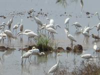 Indien, Kerala, vom Hausboot &ndash; &copy; Ria Heilmann (Eberhardt TRAVEL)