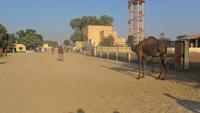 238 Bikaner - Kamelfarm &ndash; &copy; Michael Krause (Eberhardt TRAVEL)