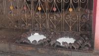 250 Karni Mata - hier werden Ratten gefüttert! &ndash; &copy; Michael Krause (Eberhardt TRAVEL)
