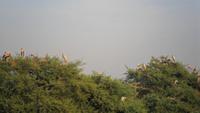 046 Keoladeo NP, Nistplatz &ndash; &copy; Michael Krause (Eberhardt TRAVEL)