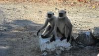 079 Aravalli-Gebirge, Affen auf der Straße &ndash; &copy; Michael Krause (Eberhardt TRAVEL)