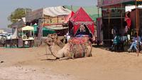 Kamel in Pushkar &ndash; &copy; Stefan Jahnke (Eberhardt TRAVEL)