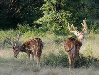 Axishirsche &ndash; &copy; Simone Willner (Eberhardt TRAVEL)