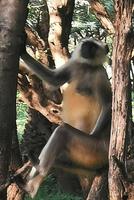 Meerkatze &ndash; &copy; Simone Willner (Eberhardt TRAVEL)