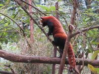 Panda &ndash; &copy; Jürgen Schmeißer (Eberhardt TRAVEL)