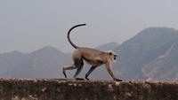 Amber-Affe &ndash; &copy; Stefan Jahnke (Eberhardt TRAVEL)