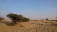 Wüste Thar &ndash; &copy; Stefan Jahnke (Eberhardt TRAVEL)
