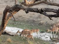 Axishirsche, Ranthambhore Nationalpark &ndash; &copy; Simone Willner (Eberhardt TRAVEL)