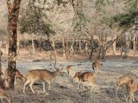 Axishirsche, Ranthambhore Nationalpark &ndash; &copy; Simone Willner (Eberhardt TRAVEL)