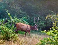 Sambarhirsch, Ranthambhore Nationalpark &ndash; &copy; Simone Willner (Eberhardt TRAVEL)