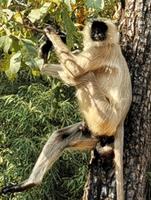 Bengalischer Hanuman-Langur &ndash; &copy; Simone Willner (Eberhardt TRAVEL)