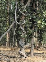 Manche Bäume sehen aus, wie von Schlangen umschlungen, Bandhavgarh Nationalpark &ndash; &copy; Simone Willner (Eberhardt TRAVEL)