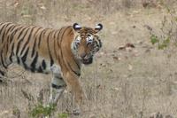 Tiger im Bandhavgarh Nationalpark, Foto von Anika &ndash; &copy; Simone Willner (Eberhardt TRAVEL)