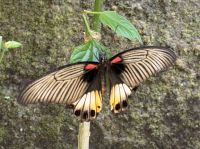Ritterfalter im Schmetterlingspark Kebune Bali