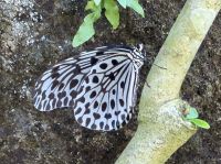 weiße Baumnymphe im Schmetterlingspark Bali &ndash; &copy; Sabine Reckord (Eberhardt TRAVEL)