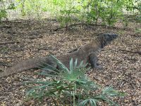 Komodo National Park