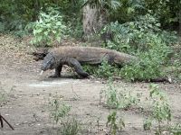 Komodo National Park &ndash; &copy; Sabine Reckord (Eberhardt TRAVEL)