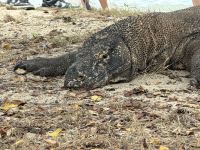 Komodowaran