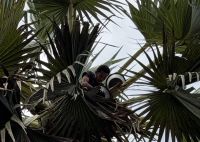 Arak Herstellung in Aimere, Flores