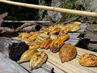Kakao &ndash; &copy; Sabine Reckord (Eberhardt TRAVEL)
