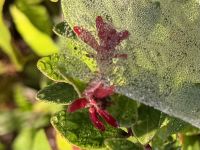 Flores &ndash; &copy; Sabine Reckord (Eberhardt TRAVEL)