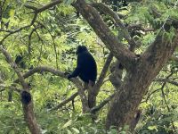 Haubenlanguren, Rinjani National Park, Lombok &ndash; &copy; Sabine Reckord (Eberhardt TRAVEL)