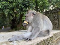 Affenwald, Ubud, Bali &ndash; &copy; Sabine Reckord (Eberhardt TRAVEL)