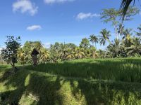 Reisfeld, Bali &ndash; &copy; Sabine Reckord (Eberhardt TRAVEL)