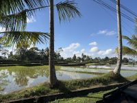 Reisfeld, Bali &ndash; &copy; Sabine Reckord (Eberhardt TRAVEL)