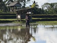 Reisfeld, Bali &ndash; &copy; Sabine Reckord (Eberhardt TRAVEL)