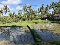 Reisfeld, Bali &ndash; &copy; Sabine Reckord (Eberhardt TRAVEL)