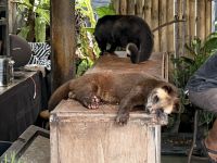 Schleichkatze, Bali &ndash; &copy; Sabine Reckord (Eberhardt TRAVEL)