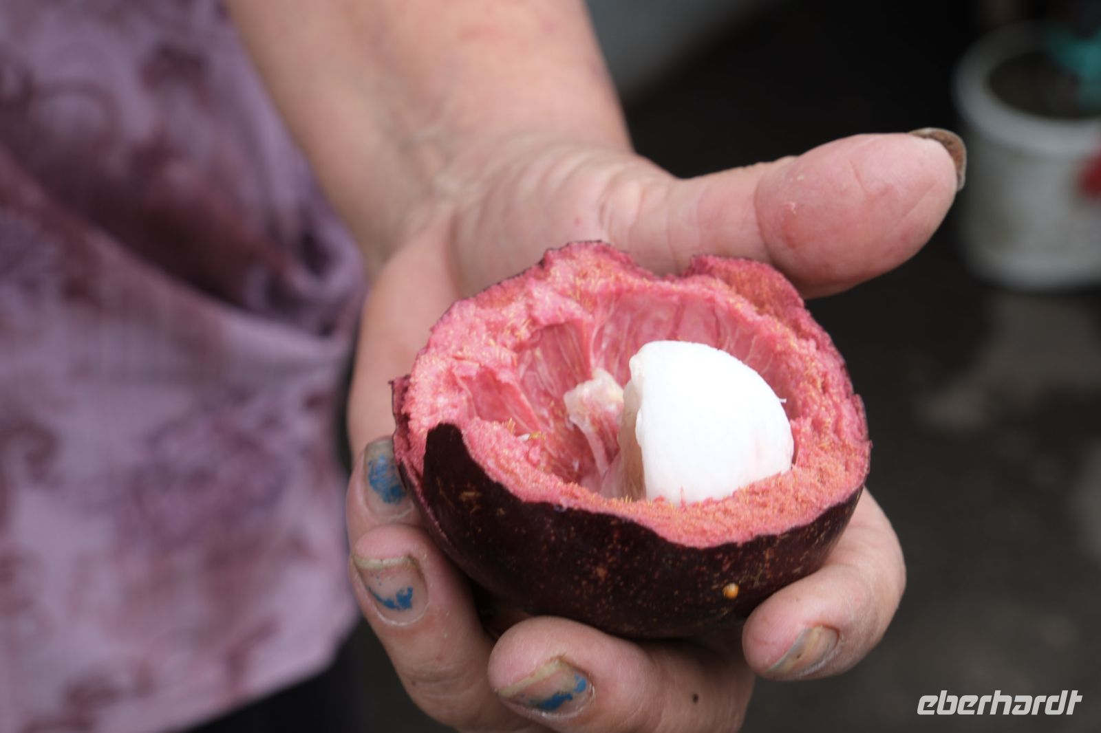Mangostan probieren auf Bali - Indonesien &ndash; &copy; Sten Bernhardt (Eberhardt TRAVEL)