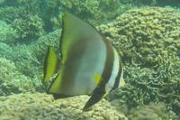 Fledermausfisch, Kanawa Island