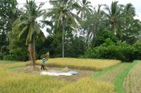 Jeepsafari durch Westbali