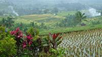 Jeepsafari durch Westbali: Reisterrassen von Jatiluwih (UNESCO-Weltkulturerbe)