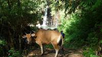Wasserfall bei Moni