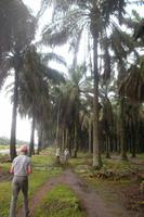Ernte in der Palmölplantage  &ndash; &copy; Michael Krause (Eberhardt TRAVEL)