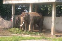 Sumatra-Elefanten &ndash; &copy; Michael Krause (Eberhardt TRAVEL)