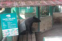 Sumatra-Tapir &ndash; &copy; Michael Krause (Eberhardt TRAVEL)