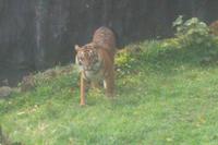 Sumatra-Tiger &ndash; &copy; Michael Krause (Eberhardt TRAVEL)