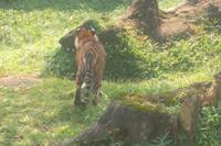 Sumatra-Tiger &ndash; &copy; Michael Krause (Eberhardt TRAVEL)