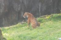 Sumatra-Tiger &ndash; &copy; Michael Krause (Eberhardt TRAVEL)