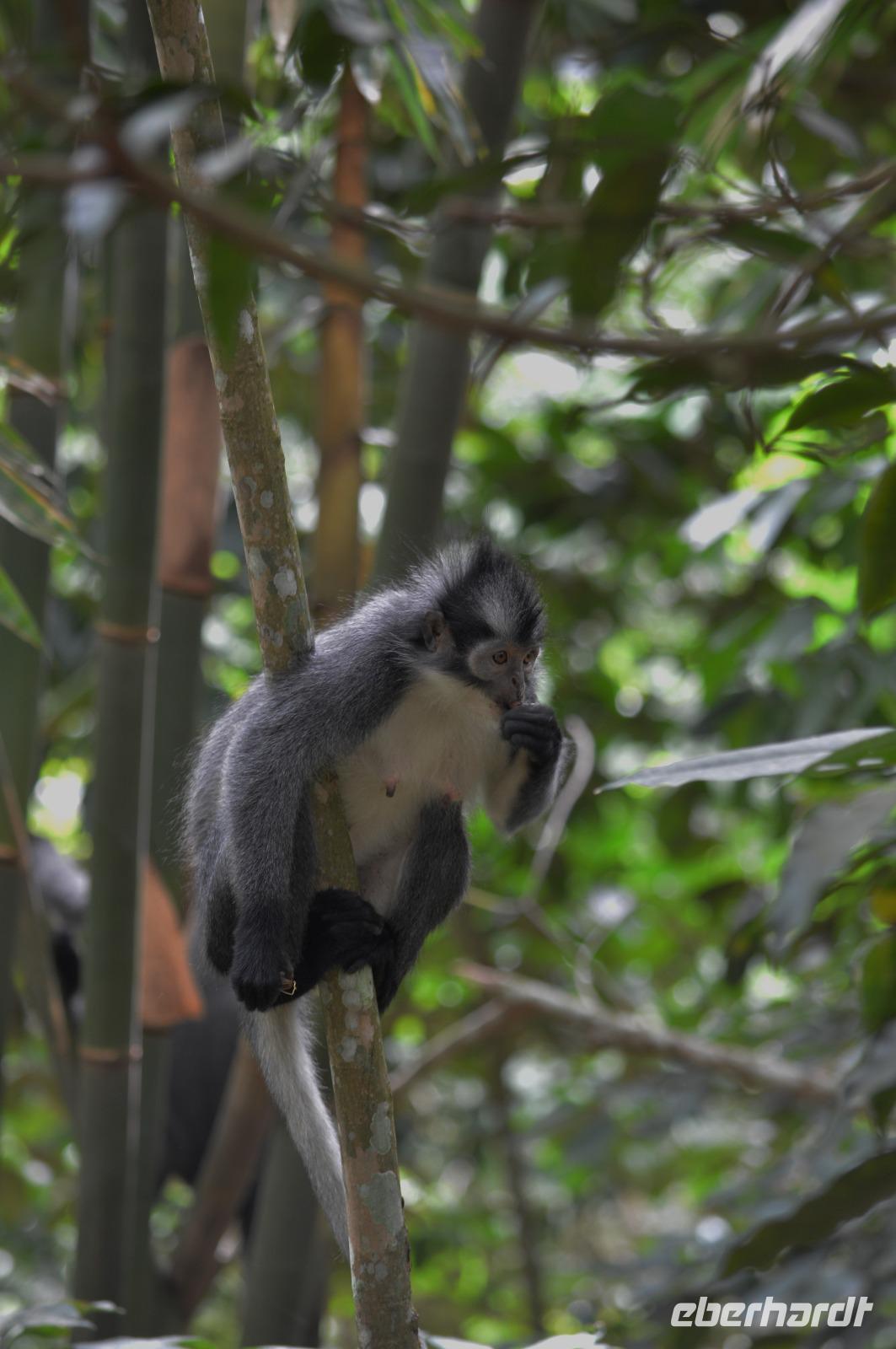 Thomas Langur Leuser NP &ndash; &copy; Hubert Lücker (Eberhardt TRAVEL)